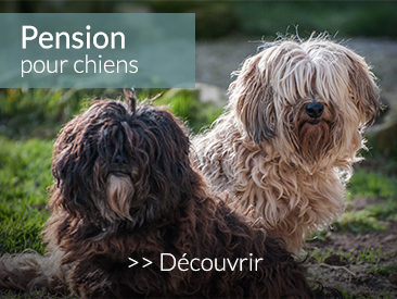 Pension pour chiens