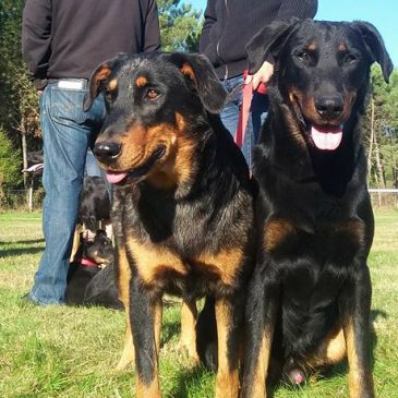 Journée Beauceronne de Laruscade