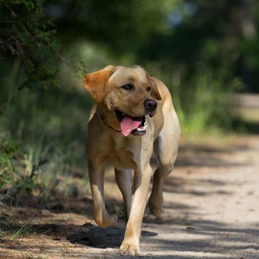 Pourquoi se promener avec son chien