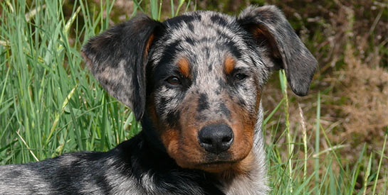 Le Beauceron Arlequin